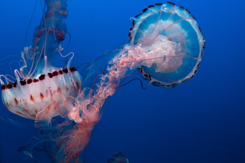 underwater photo of jelly fish