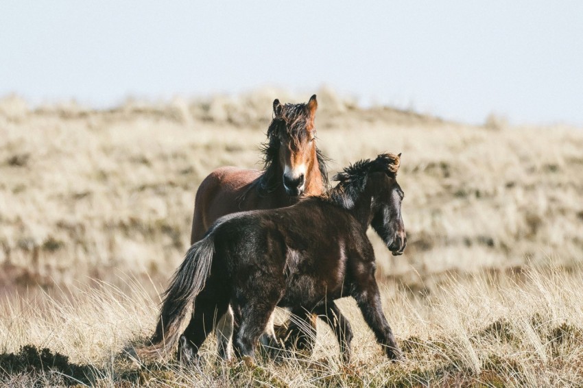 a couple of horses standing on top of a dry grass field