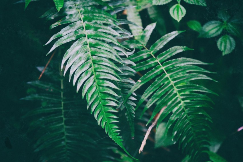 green leaf plant