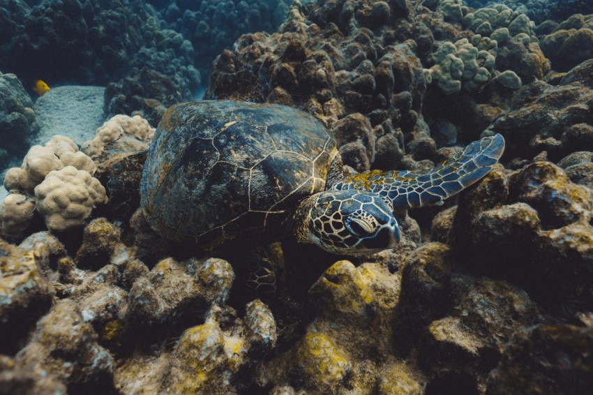 black turtle in water