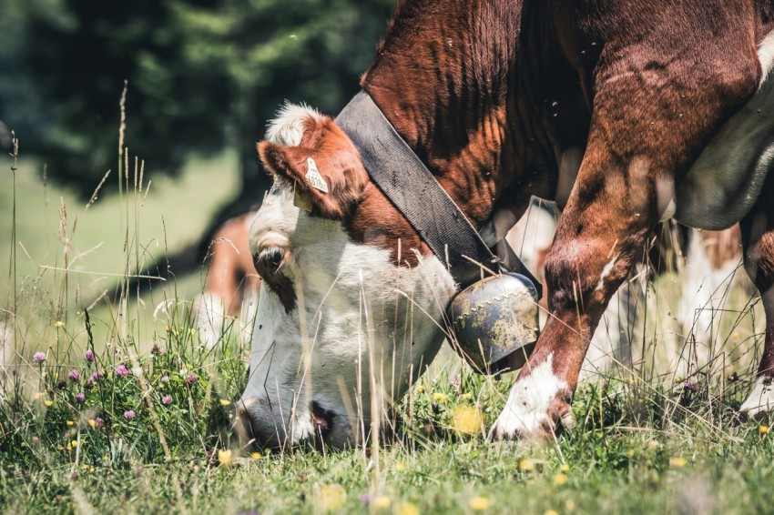 horse eating grass