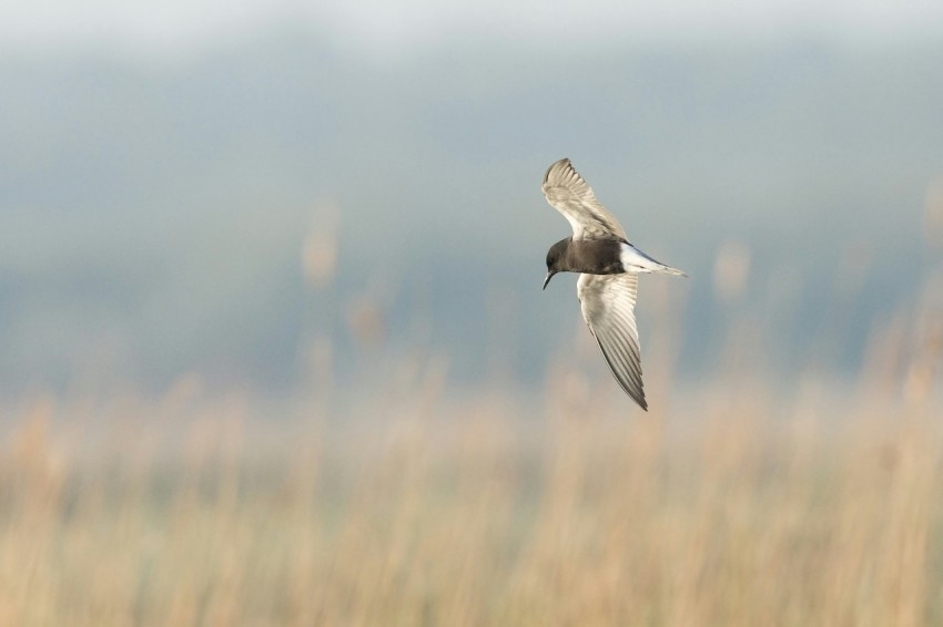 black billed gull flying during daytime