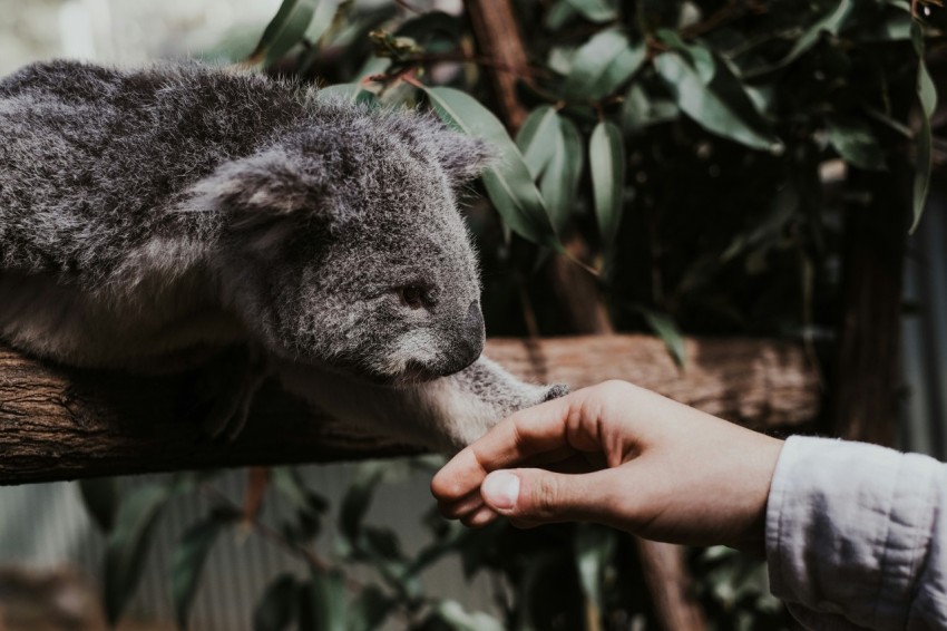 koala bear on tree branch during daytime