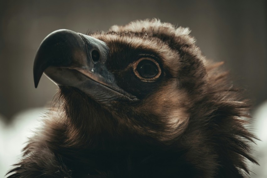 a close up of a birds head with a blurry background