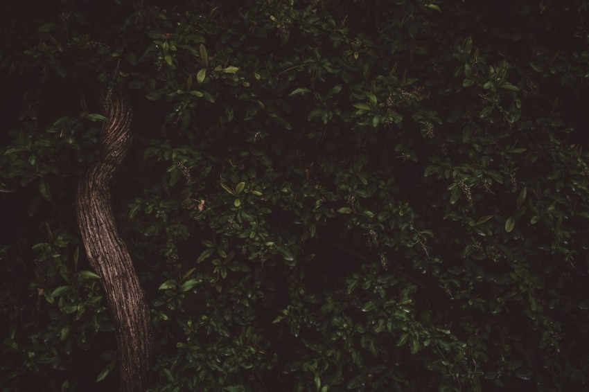 low angle photography of green leafed tree