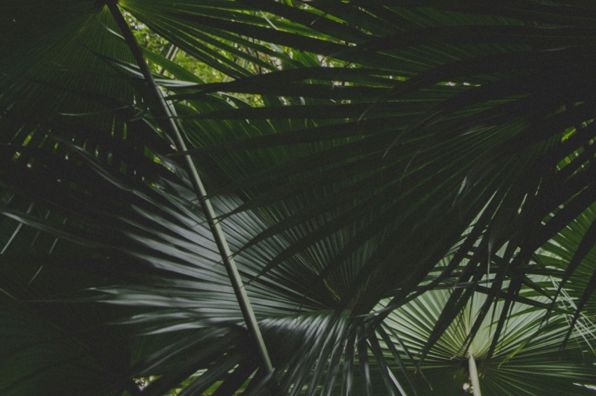 green leafed plant