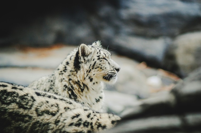 white and black feline