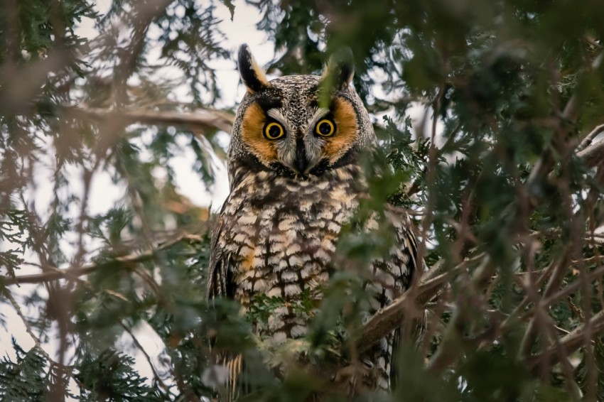 owl perched on tree branch during daytime