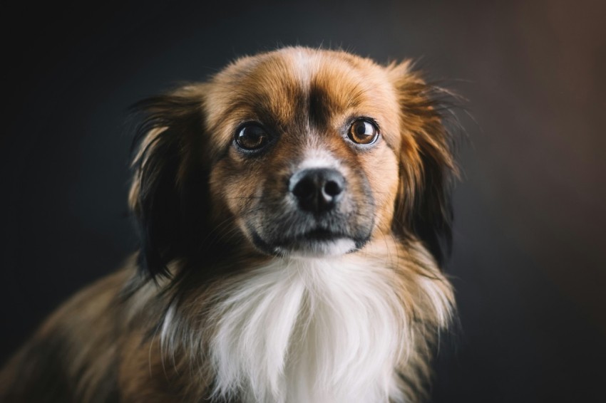 shallow focus photo of long coated brown and white dog