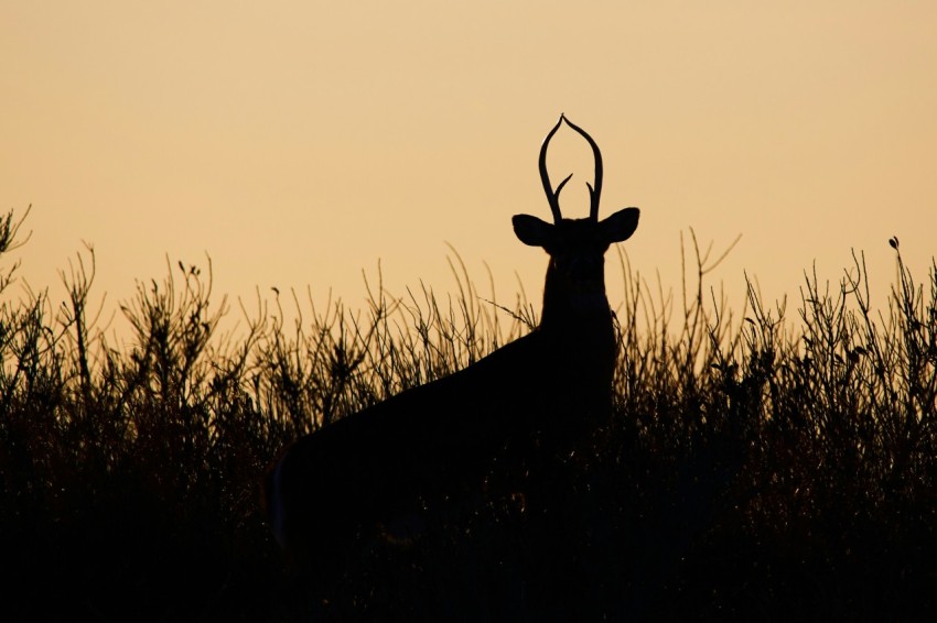 silhouette of deer during golden hour gVU53