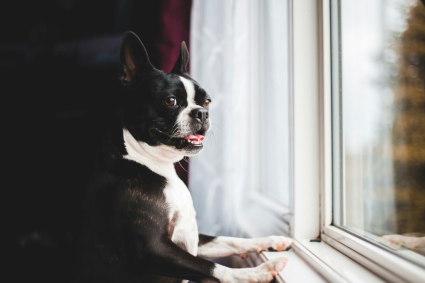 black and white boston terrier puppy on window