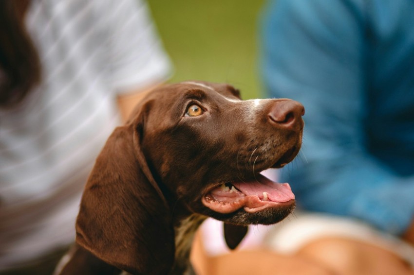 brown and white short coated dog