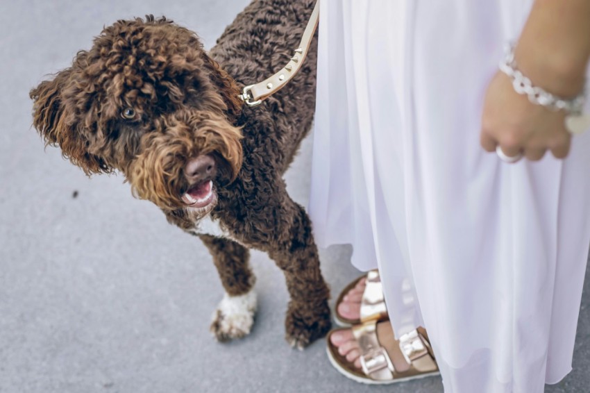 brown curly coated dog on white textile