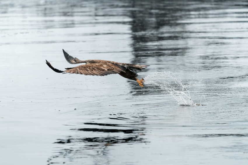 brown bird flying over water during daytime