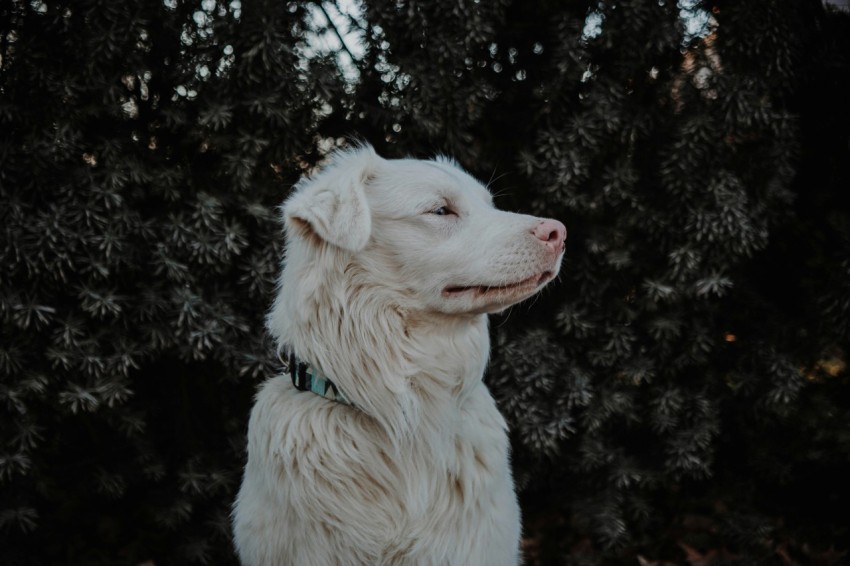 white long coat medium dog