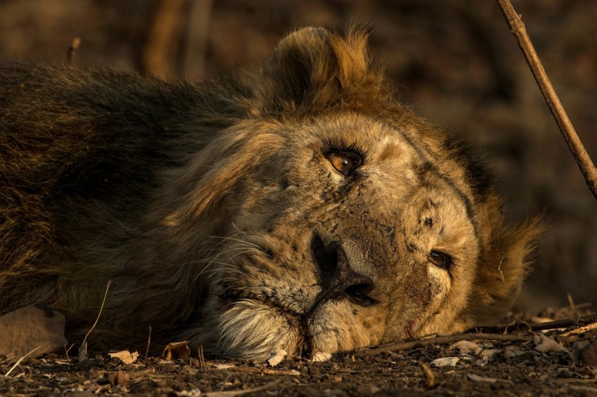 selective focus photography of brown lion