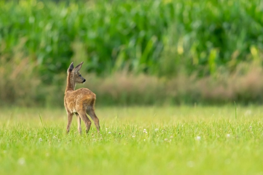 brown four legged animal on grass field