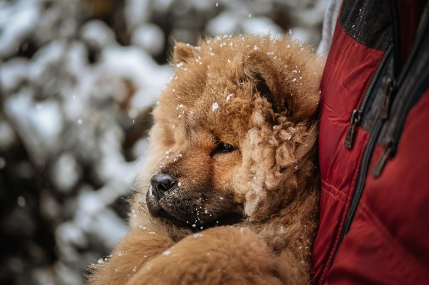 brown long coated dog on snow covered ground during daytime