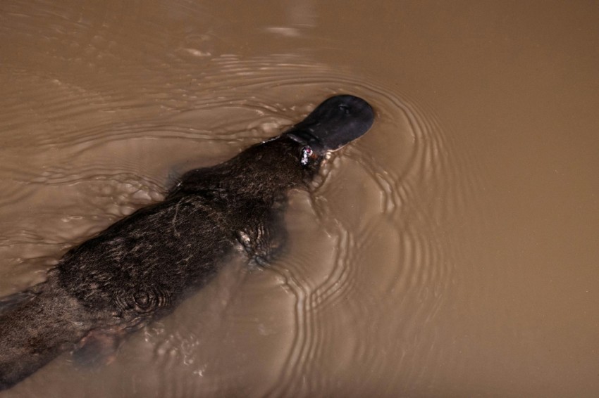 black and brown animal on water