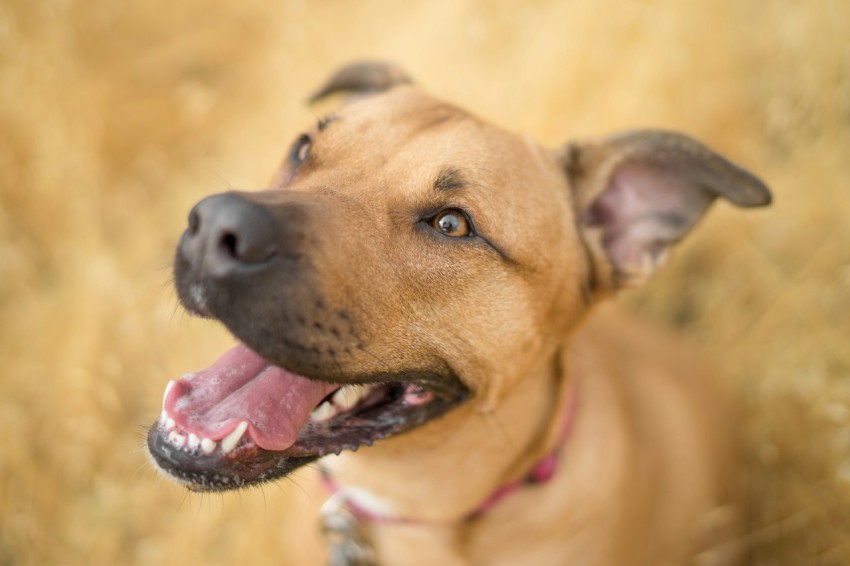 short coated brown dog