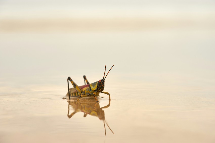 brown grasshopper on white sand during daytime e