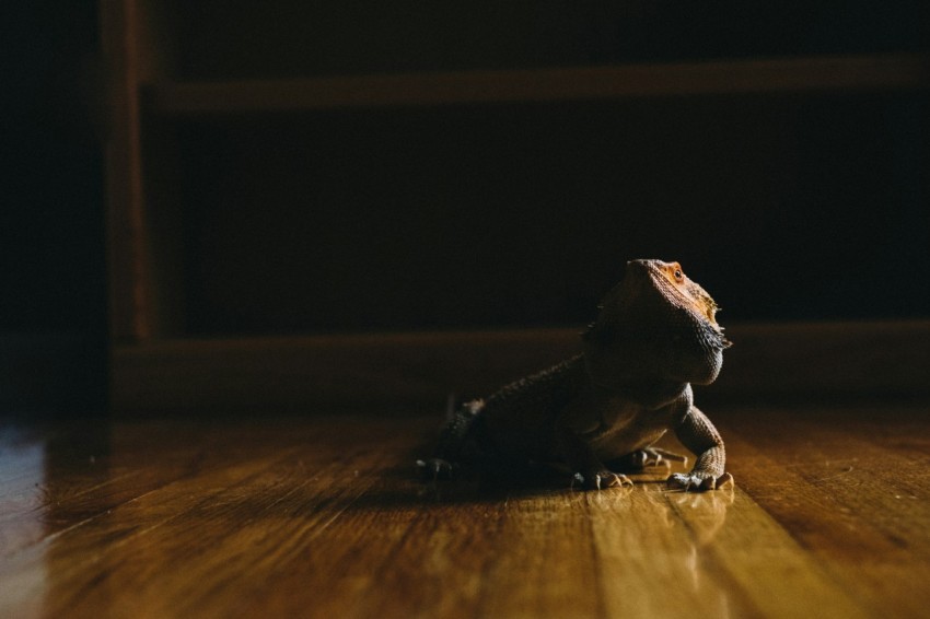 bearded dragon on wooden floor RTngDNv X