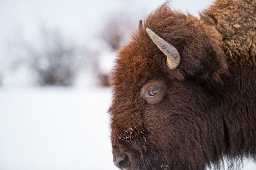 brown animal on snow covered ground during daytime