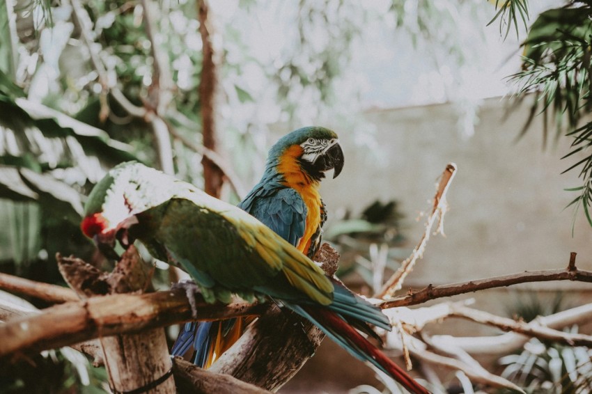 blue macaw near green and blue bird mLy03