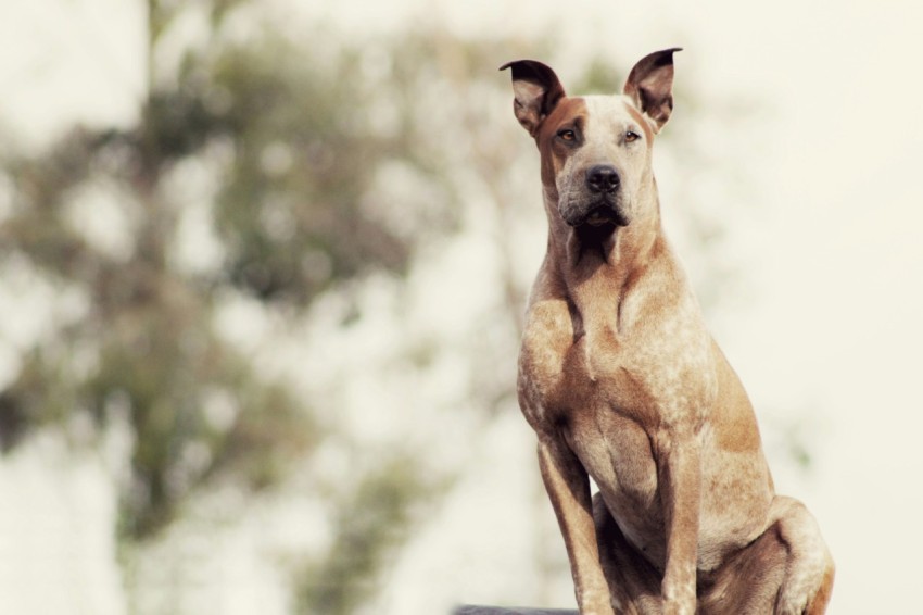 shallow focus photo of short coated brown dog