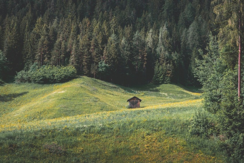 green grass field