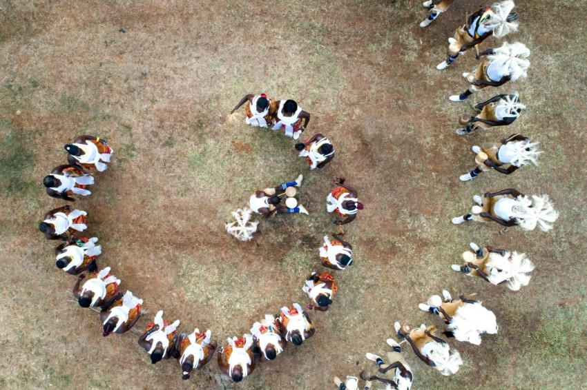 a large group of dogs running 7VKjQvaX