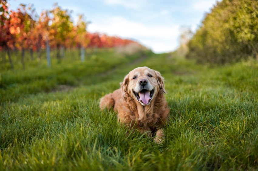 golden retriever puppy sitting on green grass field during daytime