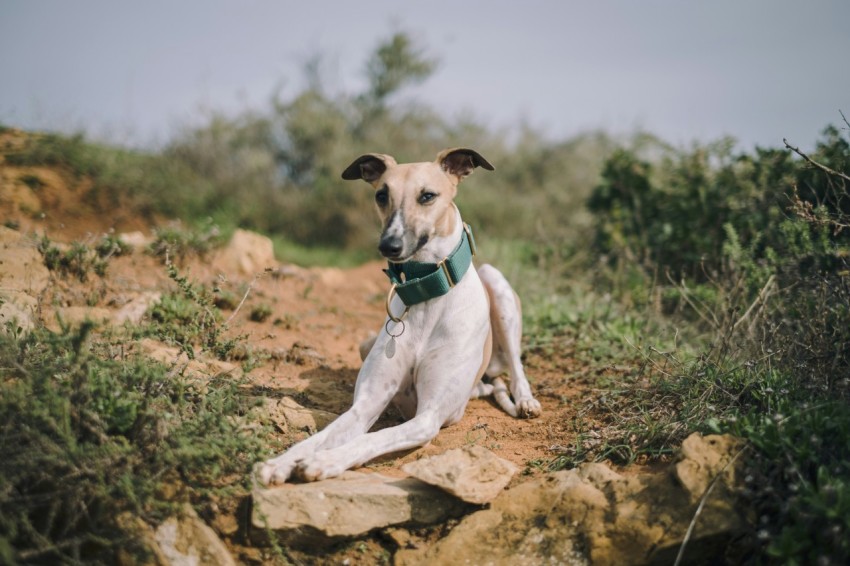 white and brown short coated dog on brown soil during daytime