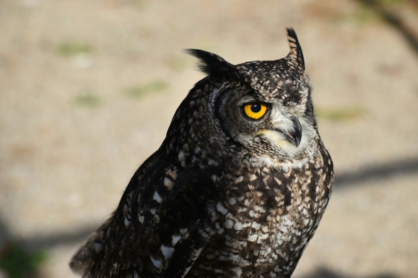 selective focus photograph of gray and white owl