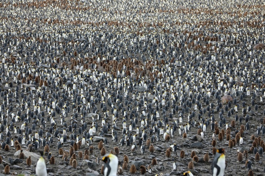 flock of birds on field during daytime