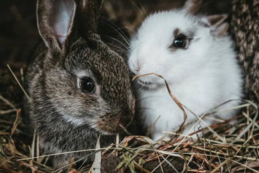 white and gray rabbit on brown nest