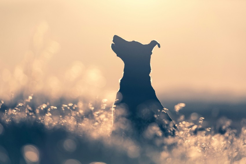 black short coated dog on white flower field during daytime