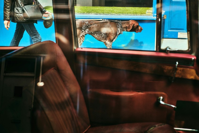 a picture of a dog on the side of a bus