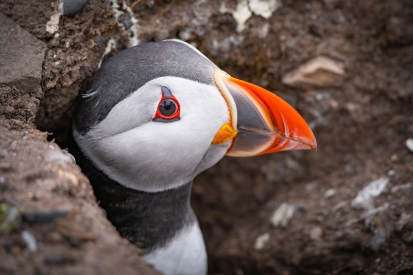 a close up of a bird with an orange beak kIiEtRV