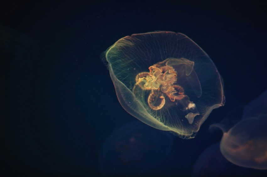 a jellyfish in the water with a black background