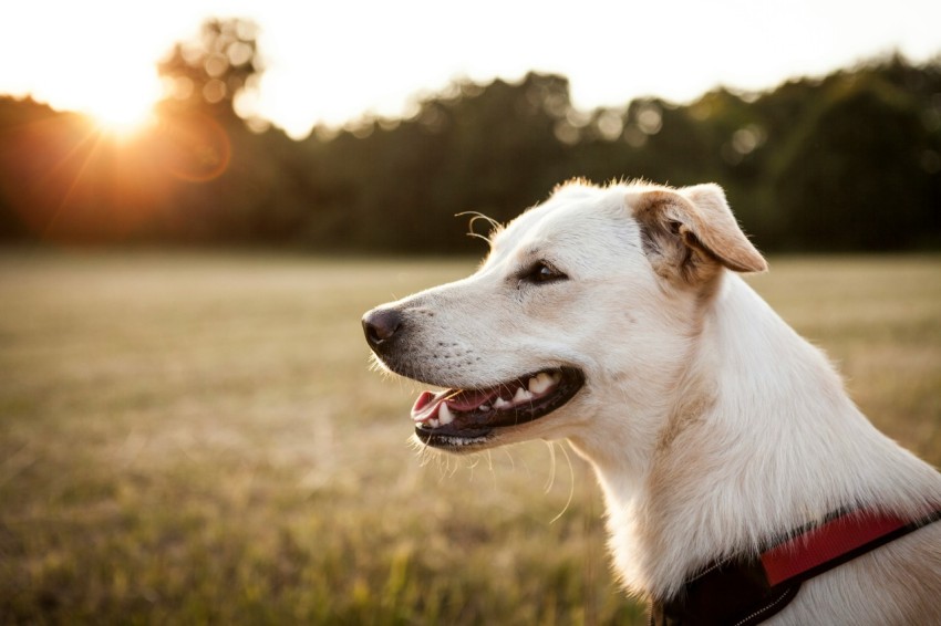 shallow focus photography of adult yellow labrador retriever