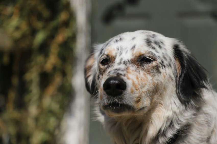 selective focus photography of white brown and black dog at daytime