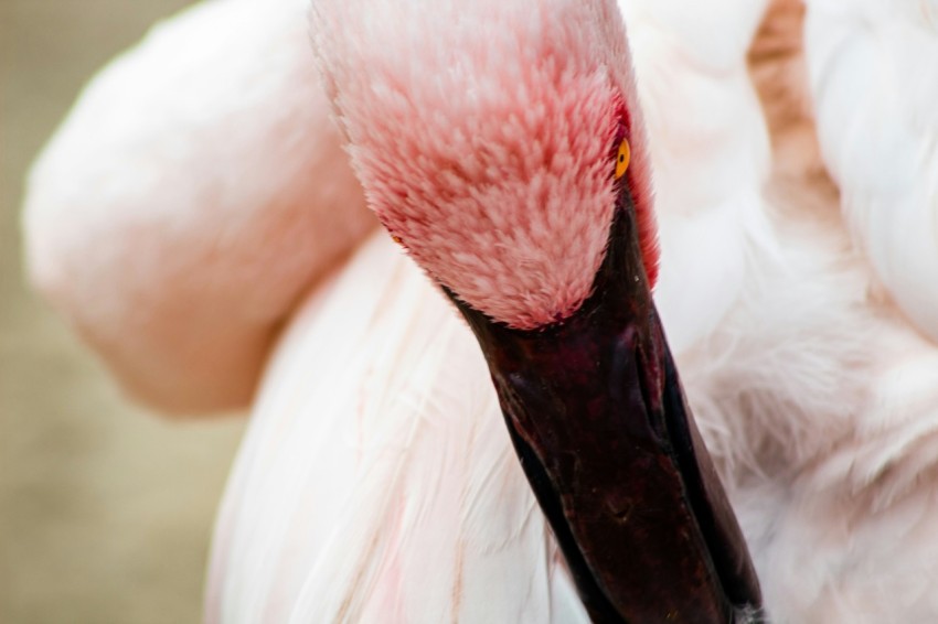 close up selective photography of flamingo