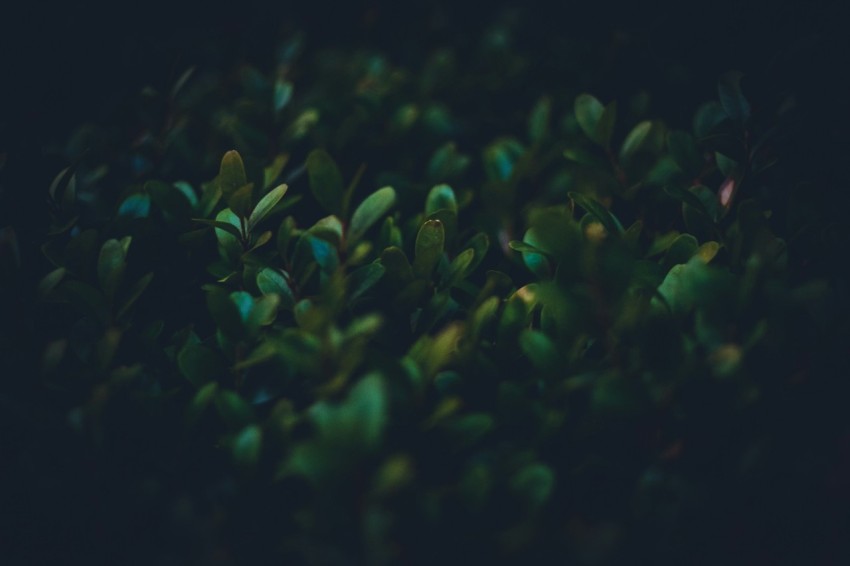 closeup photo of green leafed plants