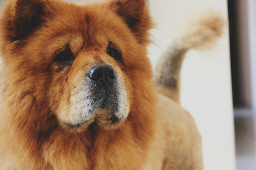 photo of adult brown chow chow