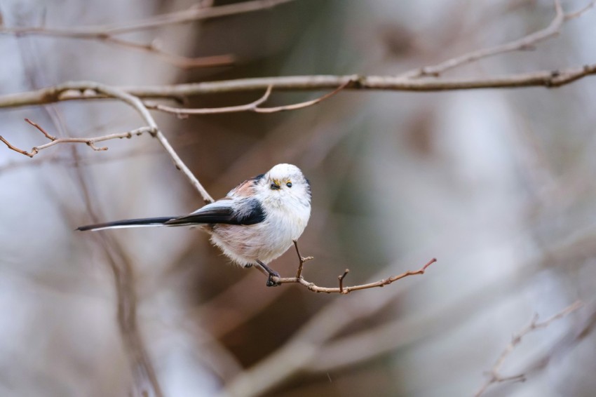 a small bird perched on a branch of a tree