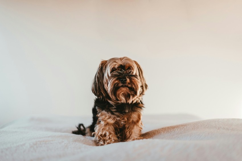 black and brown long coated small dog on white textile