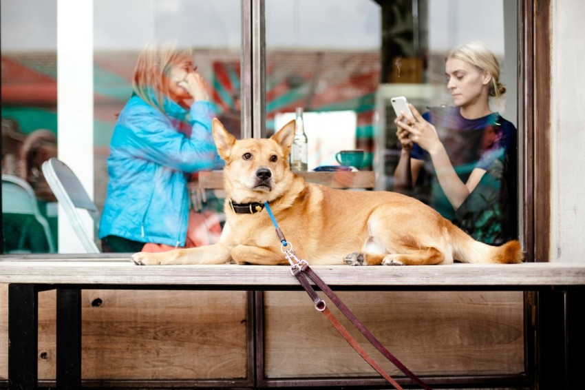 short coated brown dog on table