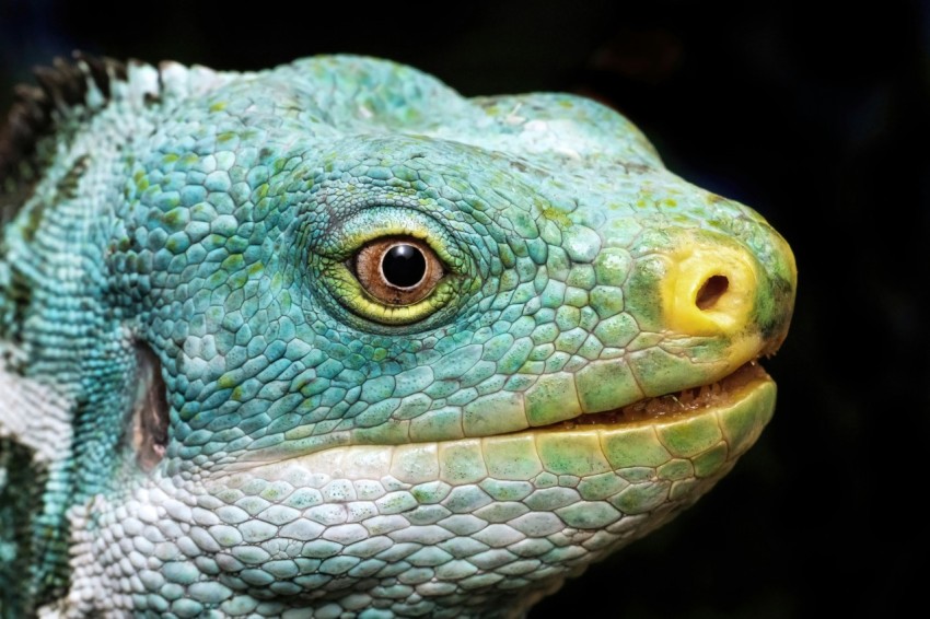 a close up of a green lizards face