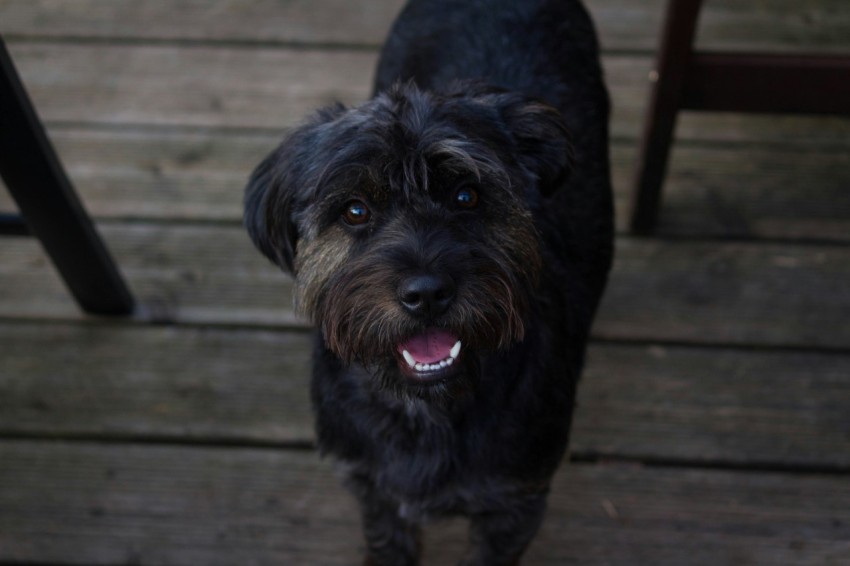 closeup photo of medium coated black dog